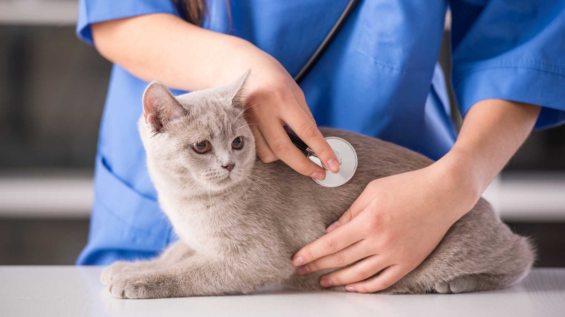 Animal-Health
